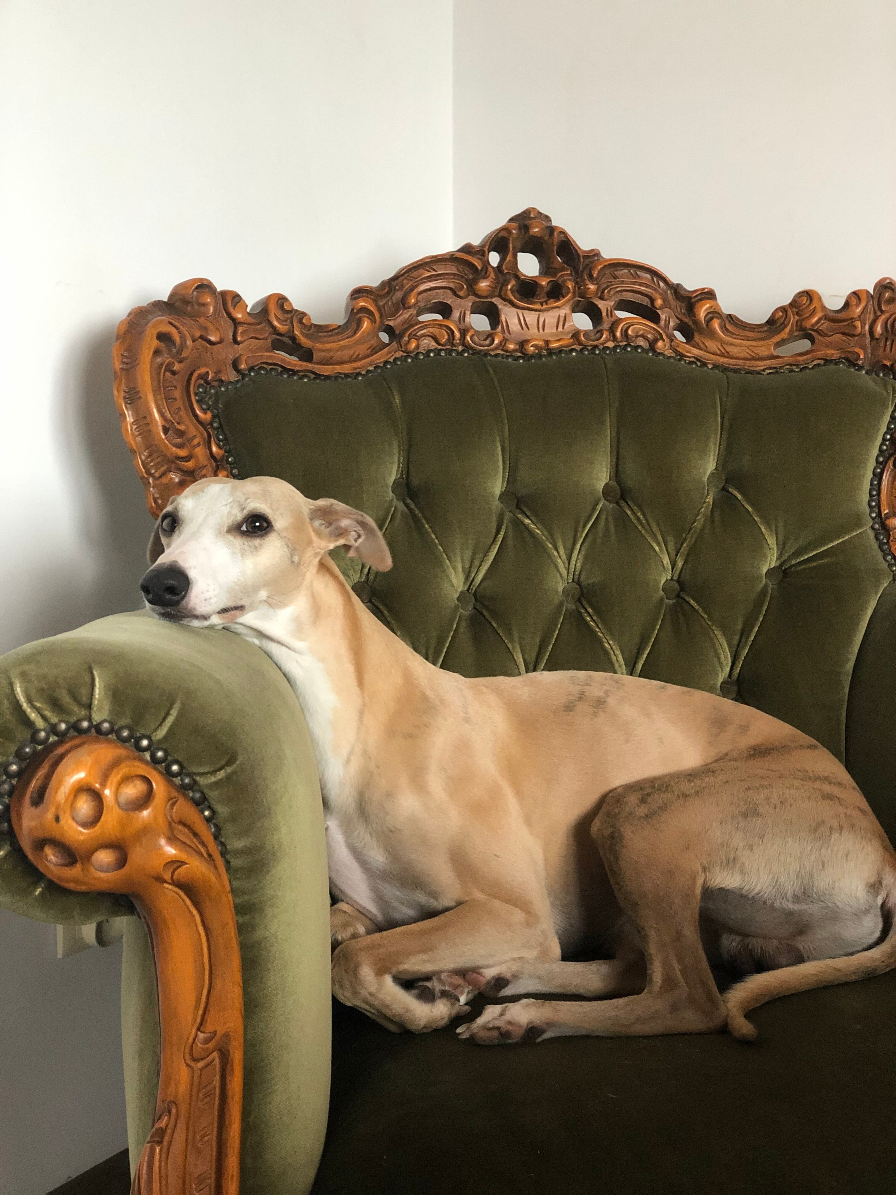 Dew HIS MAJESTY LEO Dew HIS MAJESTY LEO